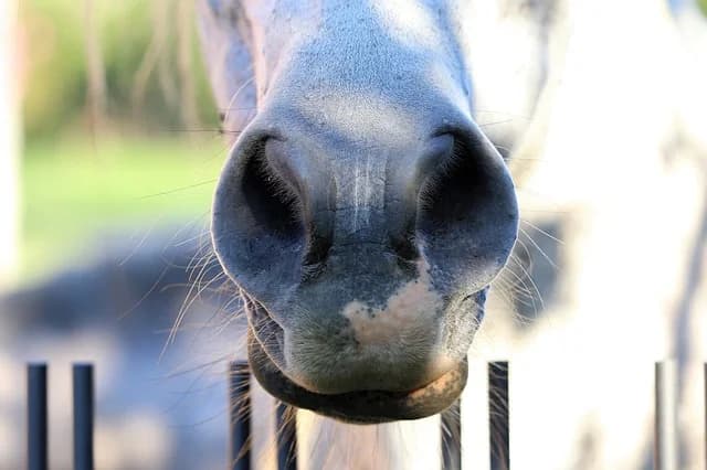 Nüstern eines Pferdes