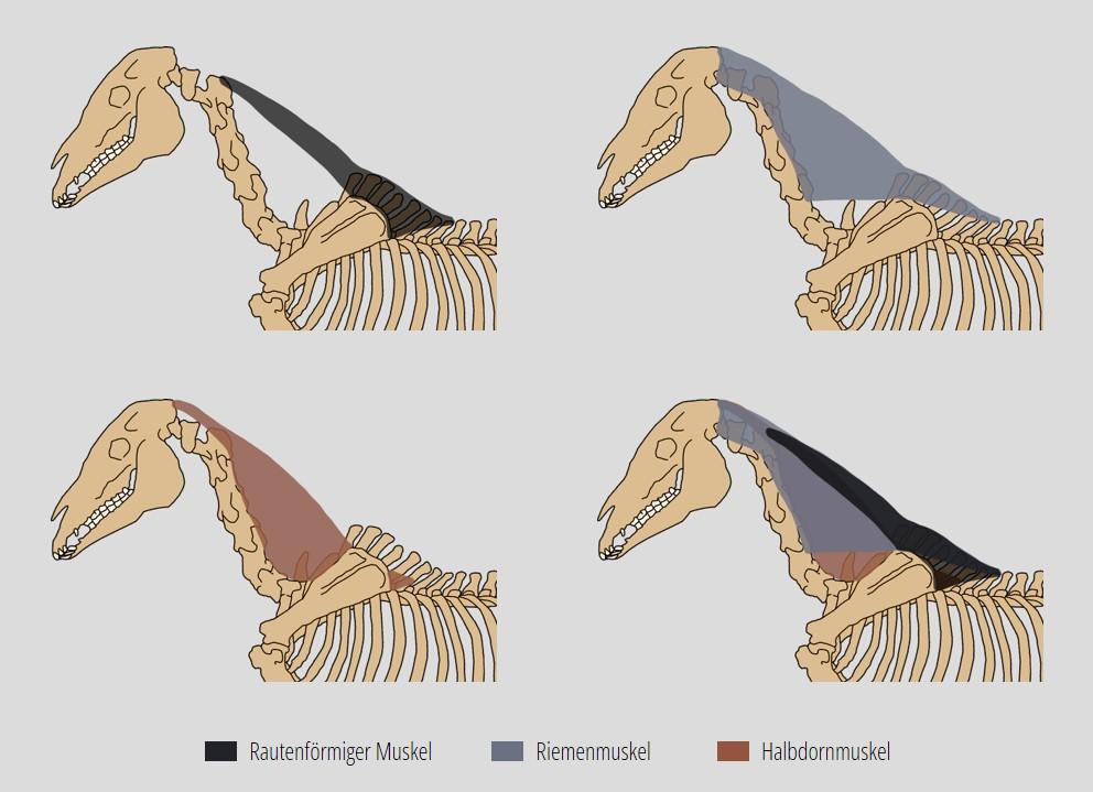 Die obere Halsmuskulatur (schematisch)