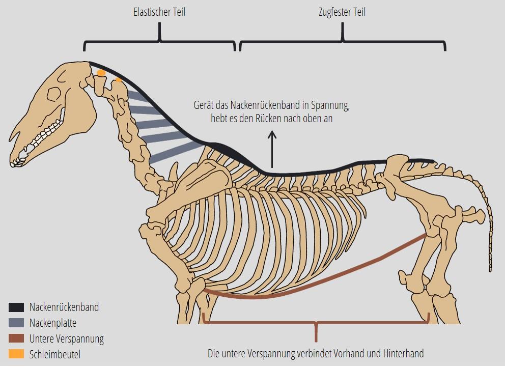 Die obere Verspannung (schematisch)