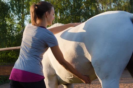 Behandlung von Rückenschmerzen beim Pferd durch Physiotherapie