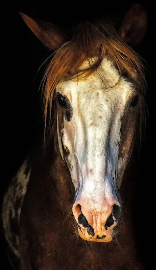 Pferdephysiotherapie in Nürnberg – Bettina Bickel